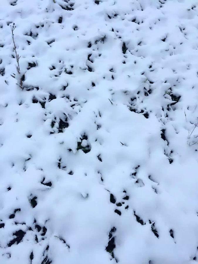 IMG_1713.JPG 濾油機(jī)濾芯_重慶下雪啦